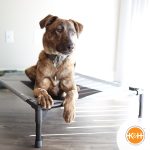 K&H Original Pet Cot