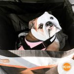 K&H Buckle n' Go Pet Seat
