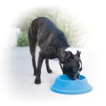 K&H Coolin' Bowl - Cooling Water Bowl for Pets