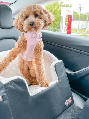 K&H Bucket Booster® Pet Seat