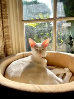 K&H Thermo-Kitty Bed Heated Cat Bed