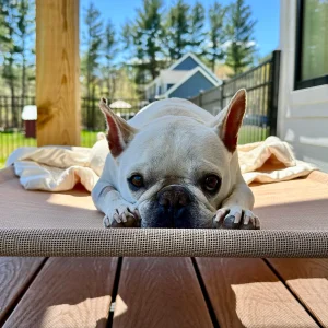 Pet_Cot_All_Season_8ef55581-a30f-4a1c-a536-c44eb3bb6bf6-attach_a_file-IMG_9452_copy