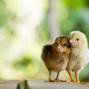 how-to-raise-baby-chicks