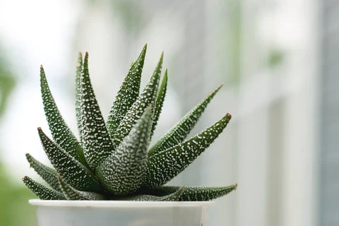 Haworthia plant