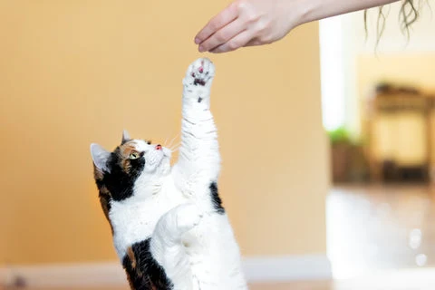 Cat being trained.