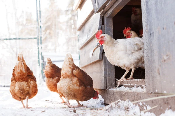 Knowing how to prevent chicken coop fires will help to keep your chickens safe and comfortable during the winter.