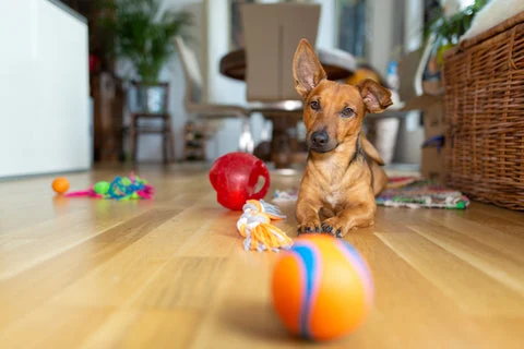 Dog with toys.
