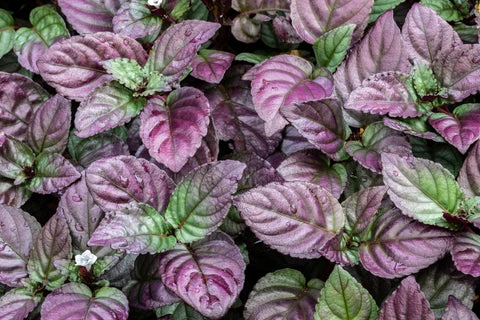 Purple waffle plant