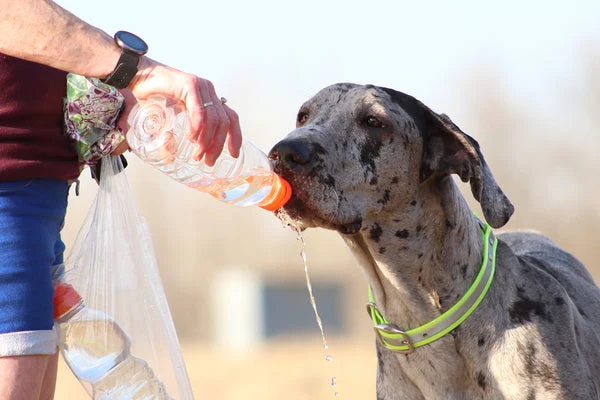 Great Danes, because they're such a large dog, may be more prone to heatstroke than other breeds.