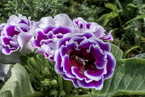 Gloxinia