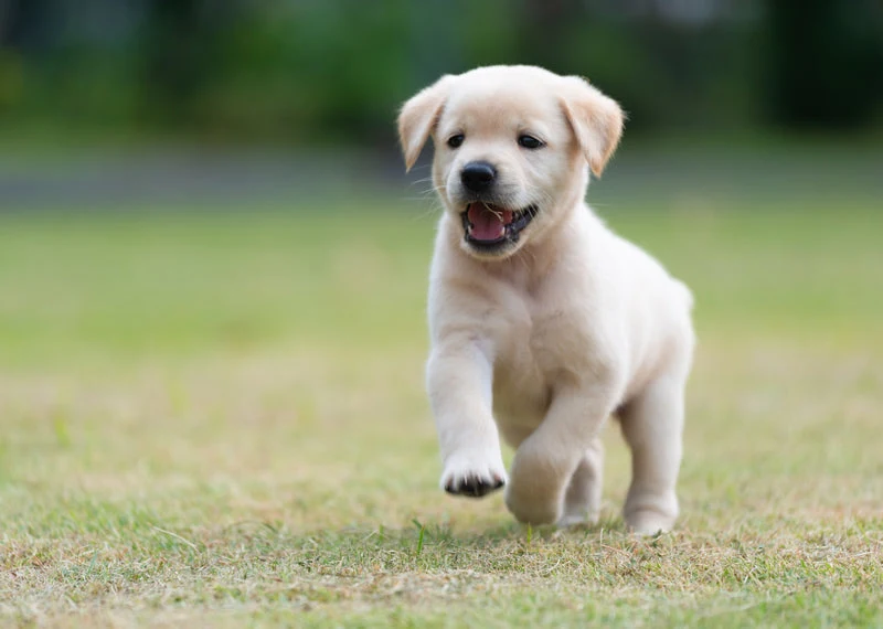 Puppies start walking around three to four weeks of age.