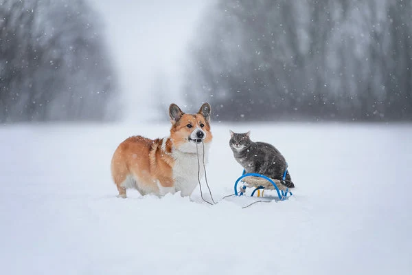 Safety listings are important to ensure your dog or cat is protected when using heated products.