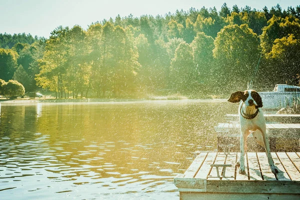 It's important to keep your outside dog cool in the summer.