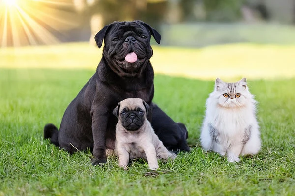 In the hotter months, your dog and cat are at risk of heatstroke. But with a few simple tips, you can help them stay cool.