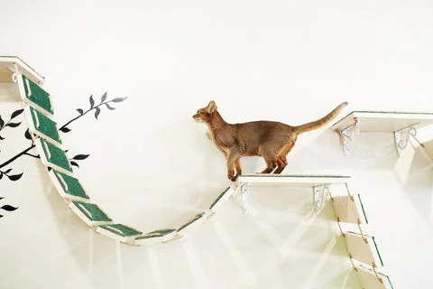 cat climbing on wall shelves