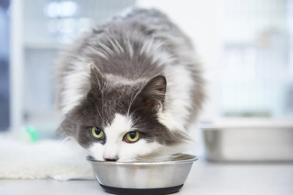 How long can cats go without food? The answer might surprise you.