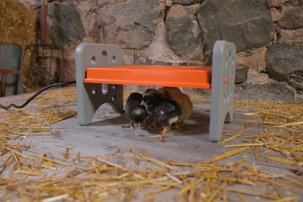 New baby chicks are particularly vulnerable. Here's what to look for in heat sources that can keep them warm.