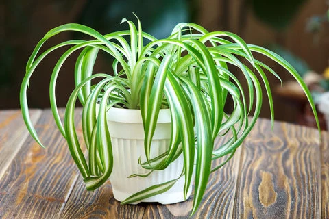 Spider plant