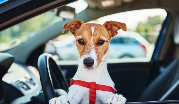 Where Should My Dog Ride in the Car? A Safety-First Guide