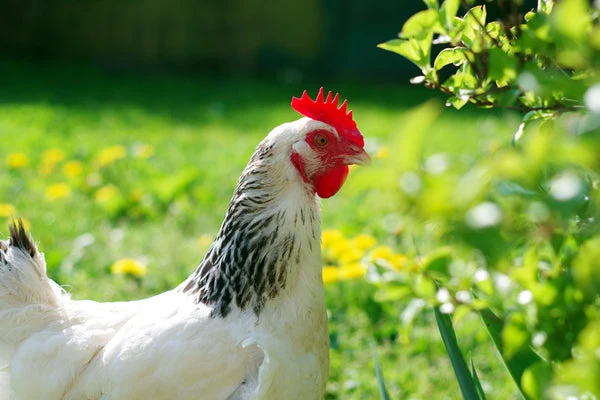Sussex Chicken