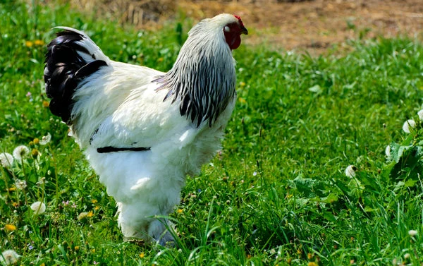 Brahma Chicken