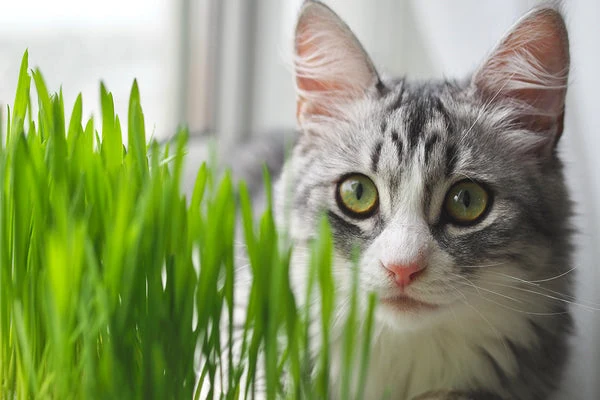 Cats love cat grass, and it's good for them too.