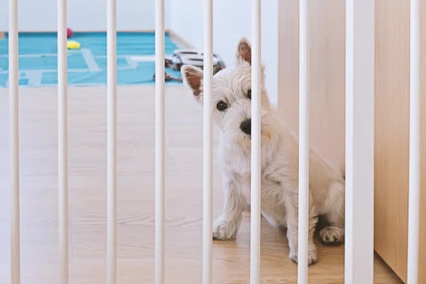 Dog behind gate.