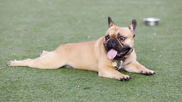 Discover the reasons behind excessive panting and possible solutions to help any anxious pup.