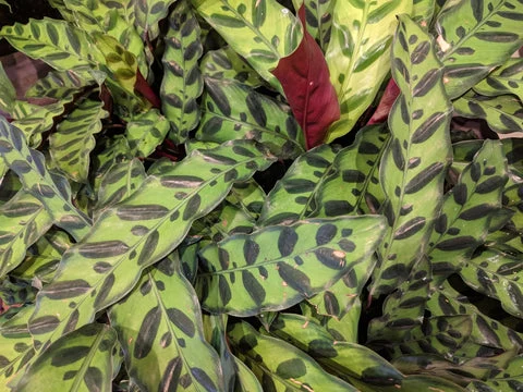 Calathea Rattlesnake Plant
