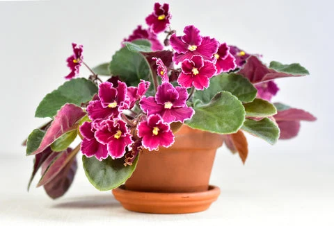 African violet plant