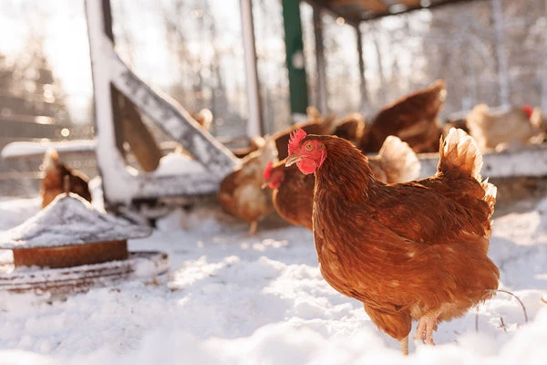 A few adjustments to your chicken coop can help keep your backyard chickens healthy through the long, cold winter months.