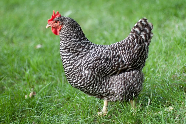 Plymouth rock chicken