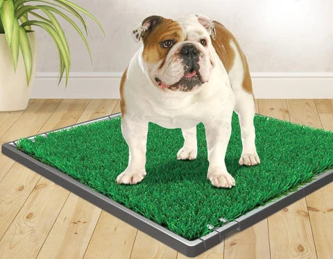 Dog standing on Premium Patch.