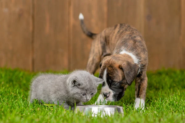 Help your pets avoid dehydration this summer.