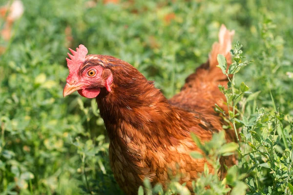 Red star chicken