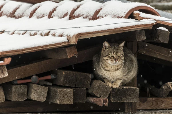 Support outdoor animals in your neighborhood through every season safely and simply.