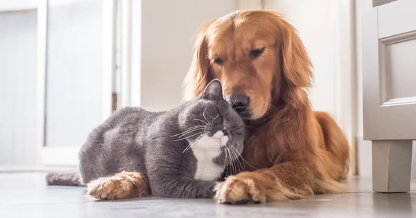 Spring Pet Care Checklist: Tips for Safe & Happy Adventures