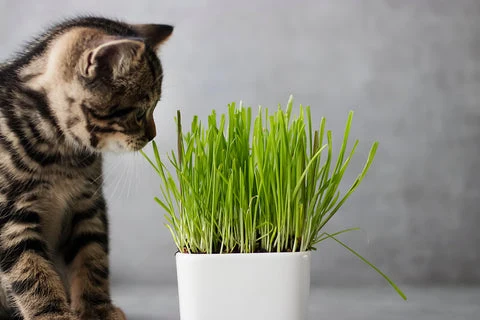 Cat sniffing houseplant.