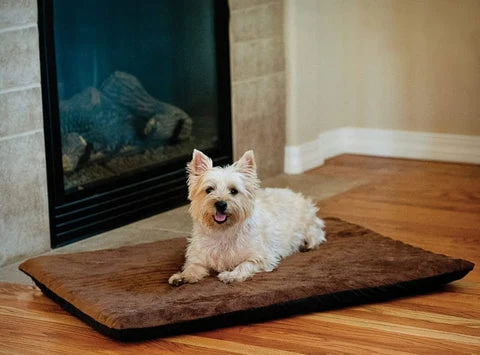Westie on K&H bed.