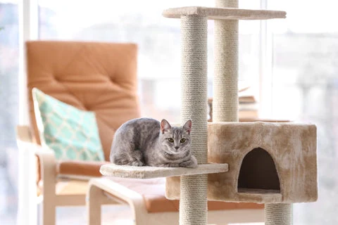 Cat room