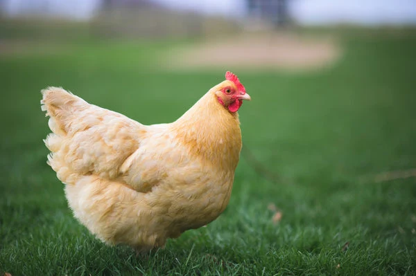 Orpington Chicken
