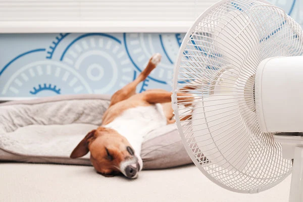 Cooling dog beds sound great, but are they toxic? Find out how cooling beds work and learn how to choose a safe and non-toxic cooling dog bed for your pet.