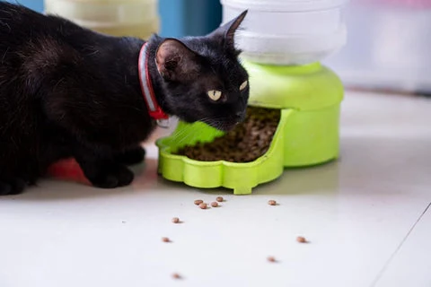 Cat eating from food dish.