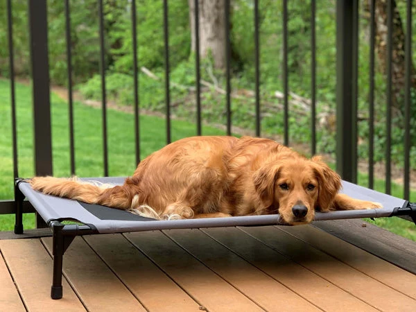 Teaching "place" is pretty simple if you follow patterns your dog can follow.