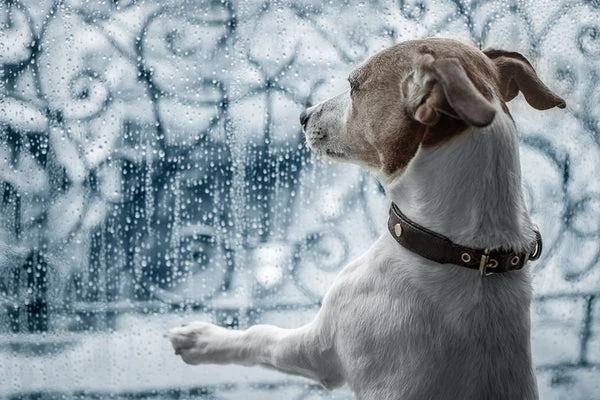 Understanding the effects that extreme weather has on small animals is key to the comfort and health of your pet.