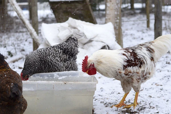 Protect your chickens' water from freezing during winter with heated dog bowls, heated poultry waterers, or deicers.