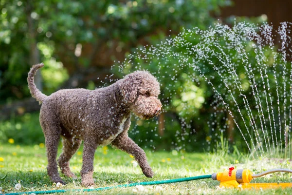 Water is a great way to help cool your dog down.