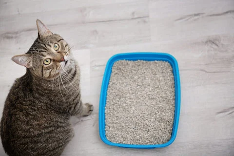 cat with litter box
