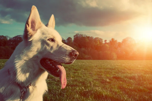 When the weather gets hot, it's important to keep your dog cool.