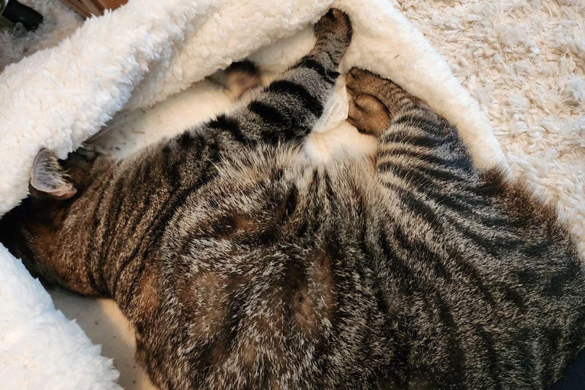 A heated cat bed is a good way to provide the snuggly comfort your cat craves.